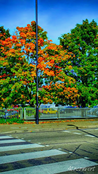 image of a tree with yellow, red, orange and brown colours. Photograph by 4toconvert