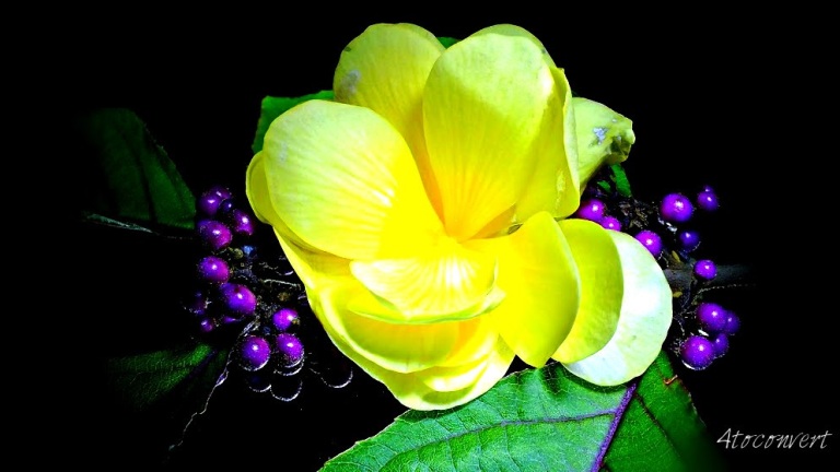 Image of a yellow flower on a stem with green leaves and little purple berries. Photograph by 4toconvert.