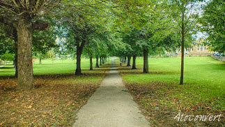 A path in a park lined by chestnut trees. brown and drying leaves carpet the grass. Photograph by 4toconvert.