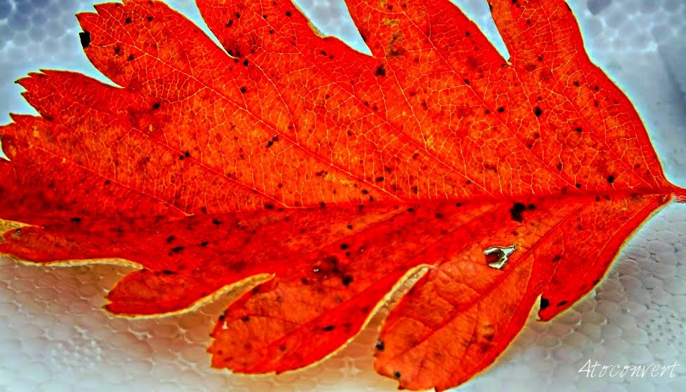 Image of a red leaf on a white background. Photograph by 4toconvert